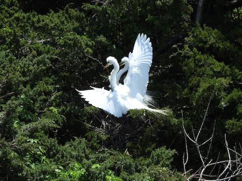 Great Egret - Victoria  Sindlinger