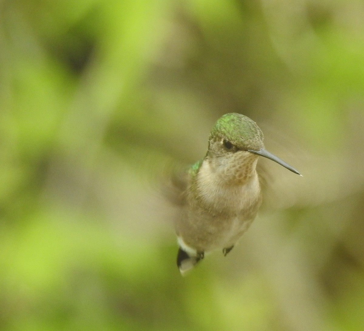 Ruby-throated Hummingbird - Paul Dubé
