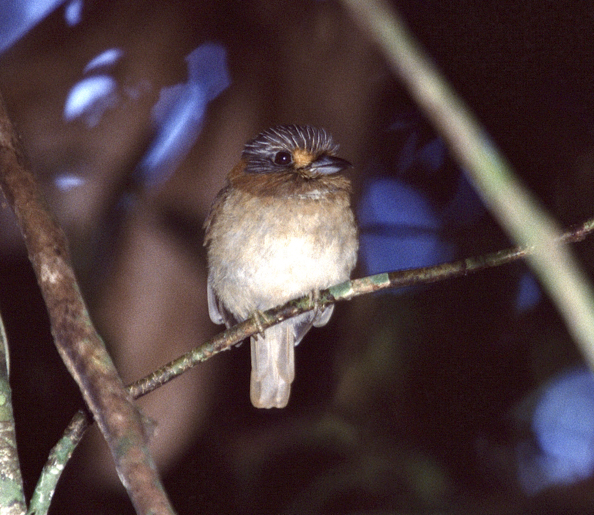 Rufous-necked Puffbird - ML452508601