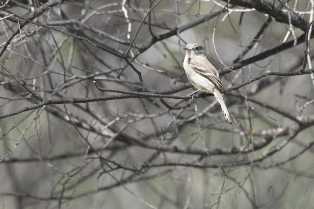 Gray Flycatcher at Osoyoos--Road 22 and dykes (general) by Chris McDonald
