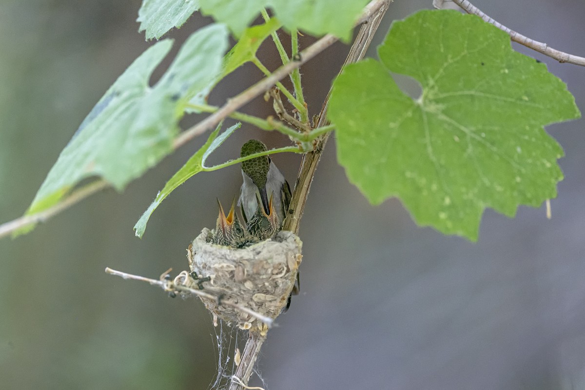 Black-chinned Hummingbird - Lorenz Crespo