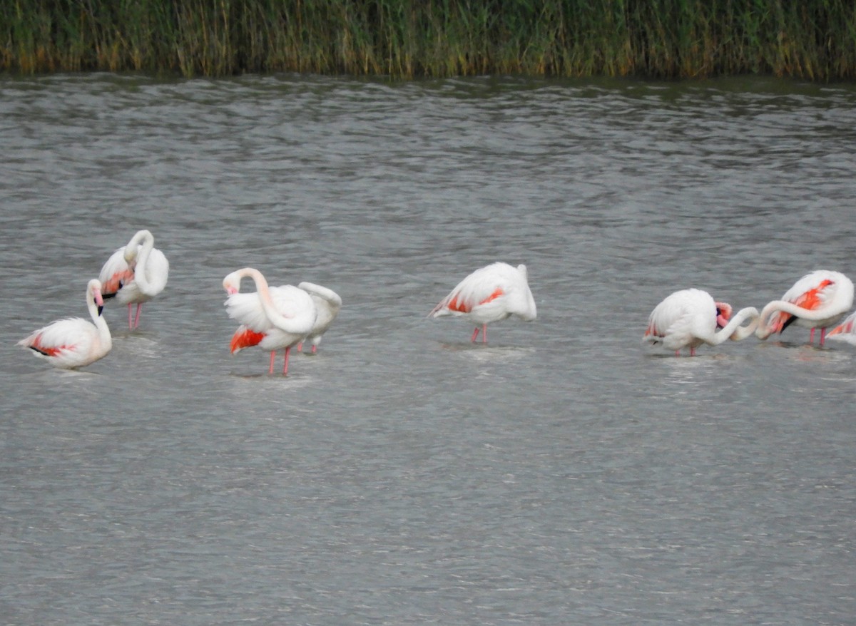 Greater Flamingo - Christian Rixen