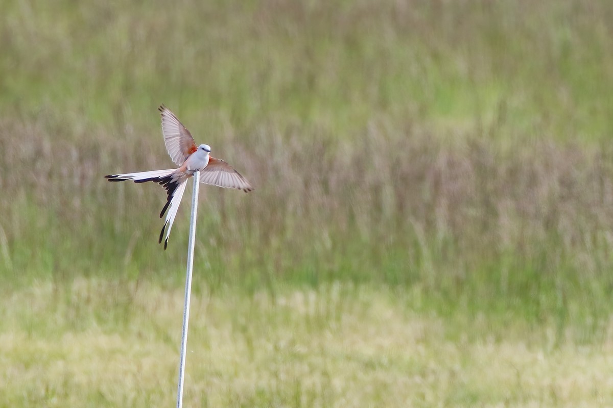 Scissor-tailed Flycatcher - Scott Carpenter