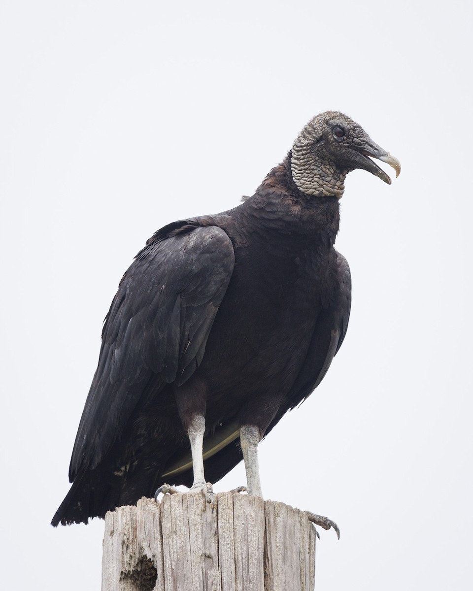 Black Vulture - Mike Cameron
