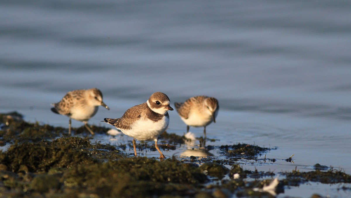 Semipalmated Plover - ML45252501