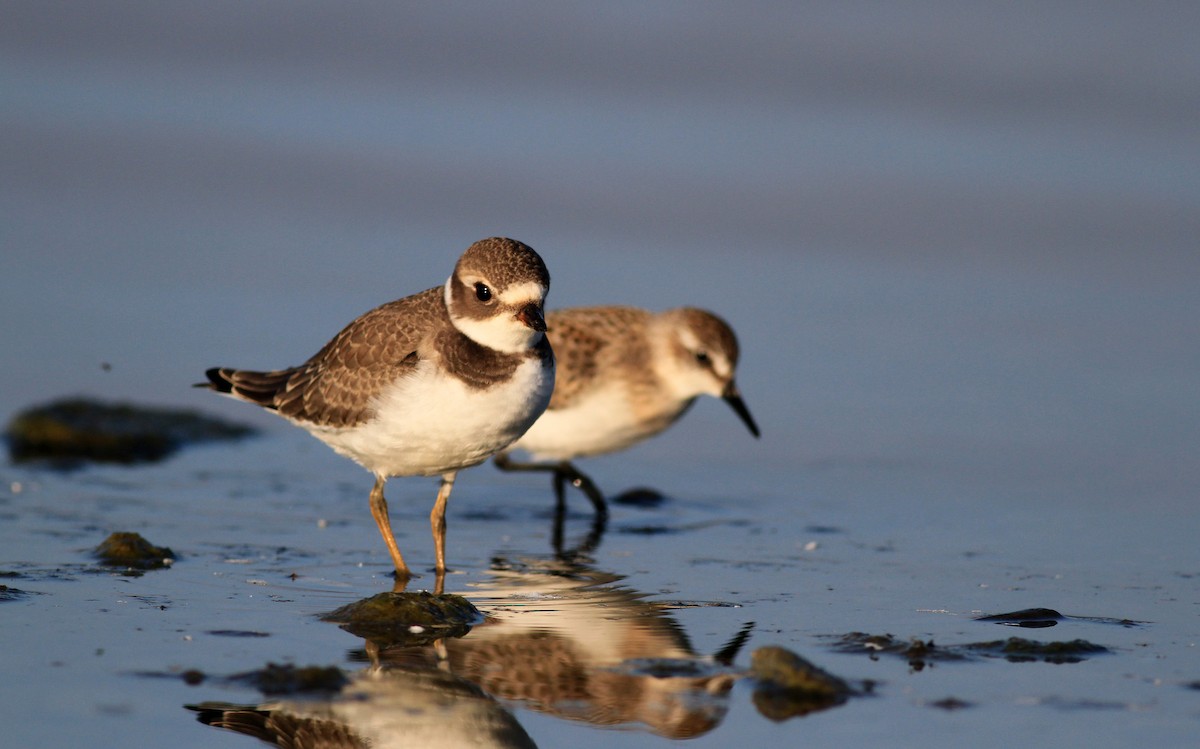 Semipalmated Plover - ML45252541