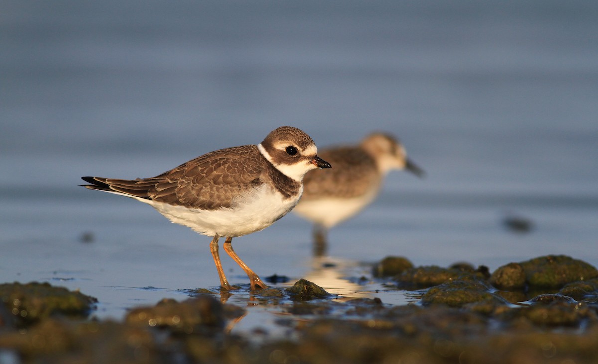 Semipalmated Plover - ML45252611