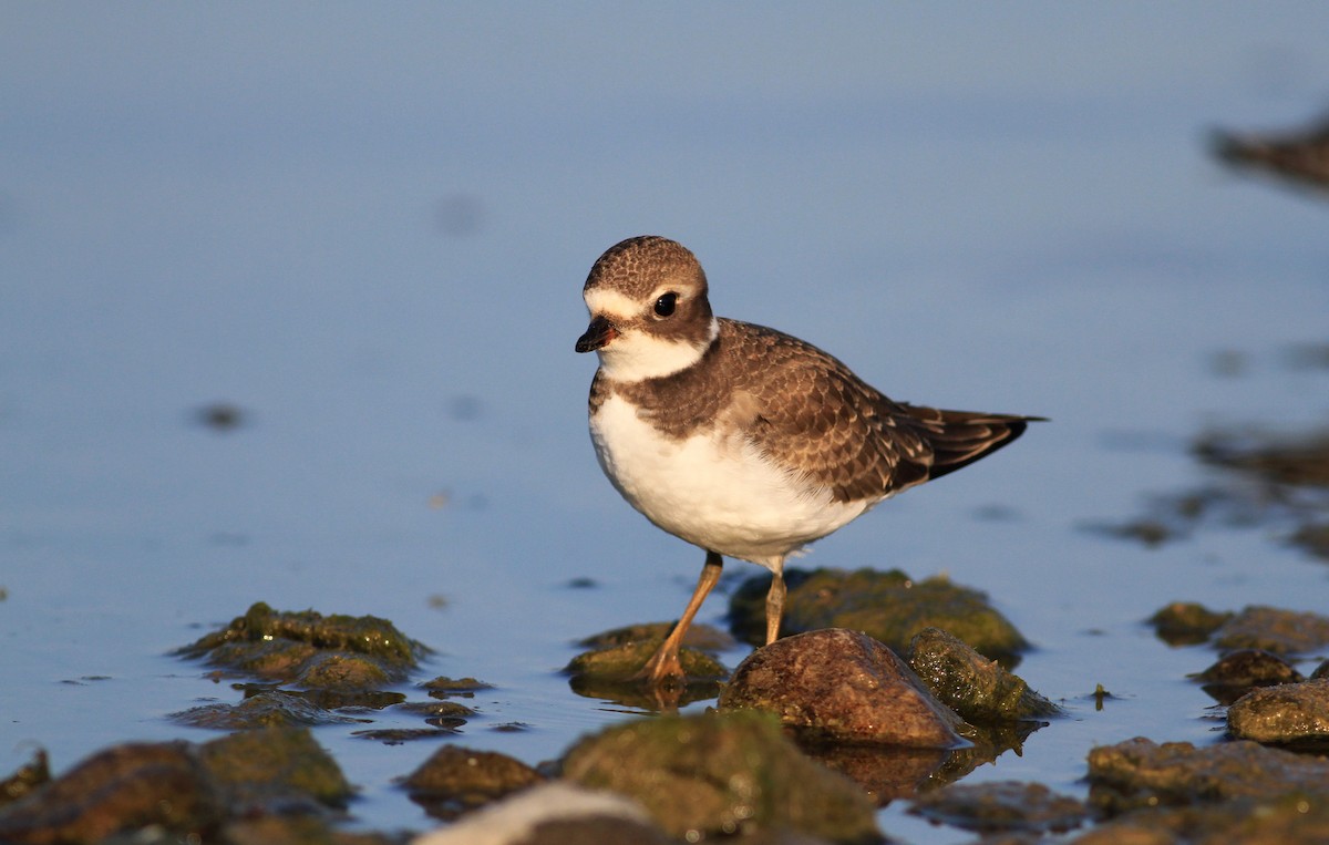 Semipalmated Plover - ML45252621