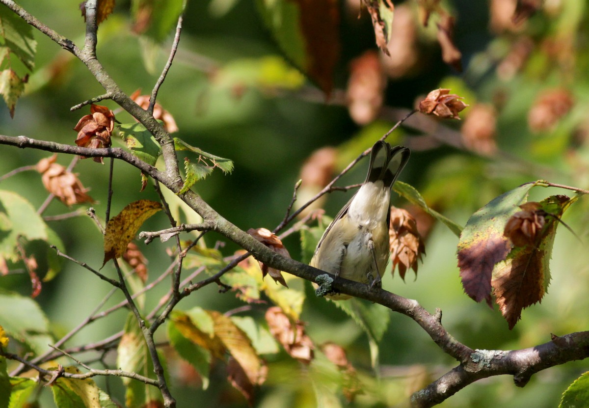 Bay-breasted Warbler - ML45252961