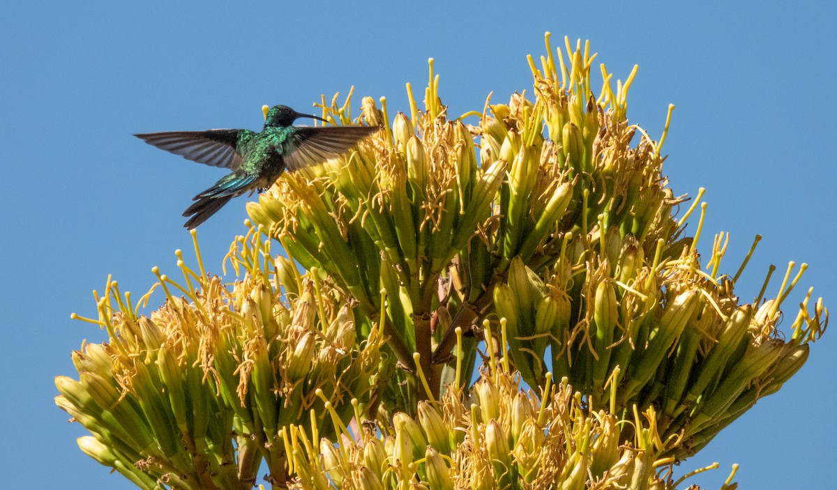 kolibřík modrolící - ML452530001