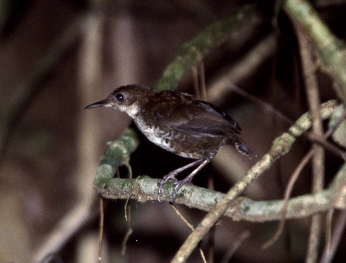 Scaly-breasted Wren (Southern) - ML452538181