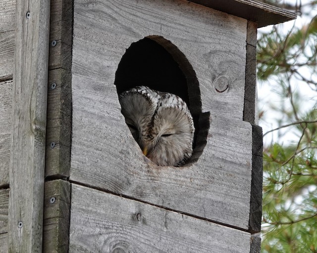 Adult in nest box. - Ural Owl - 