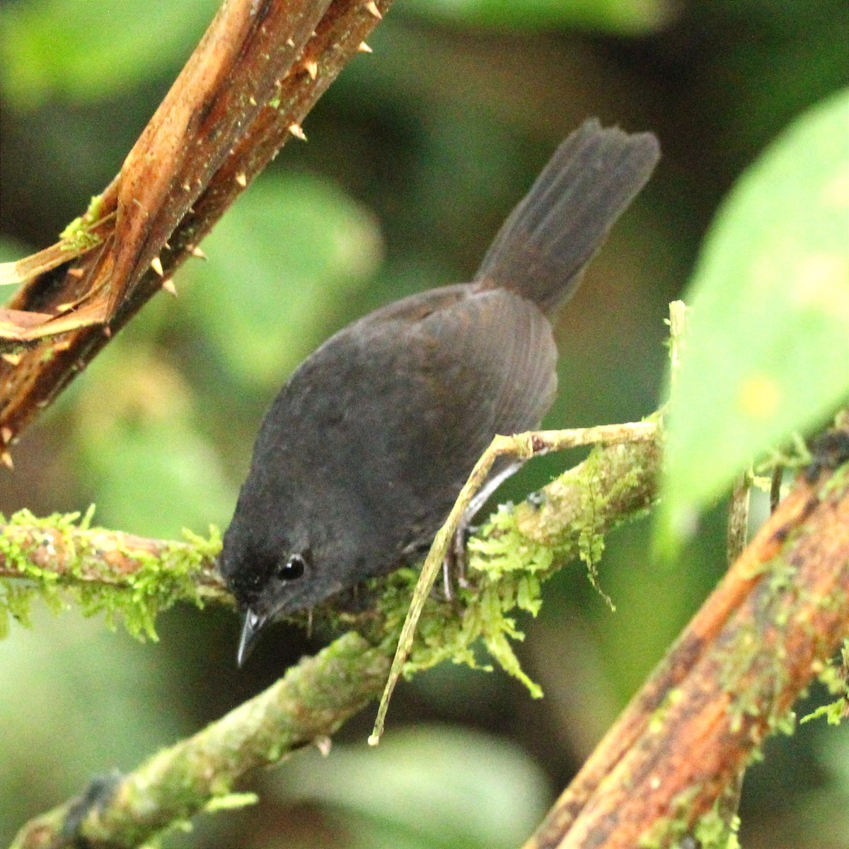 Long-tailed Tapaculo - ML452548981