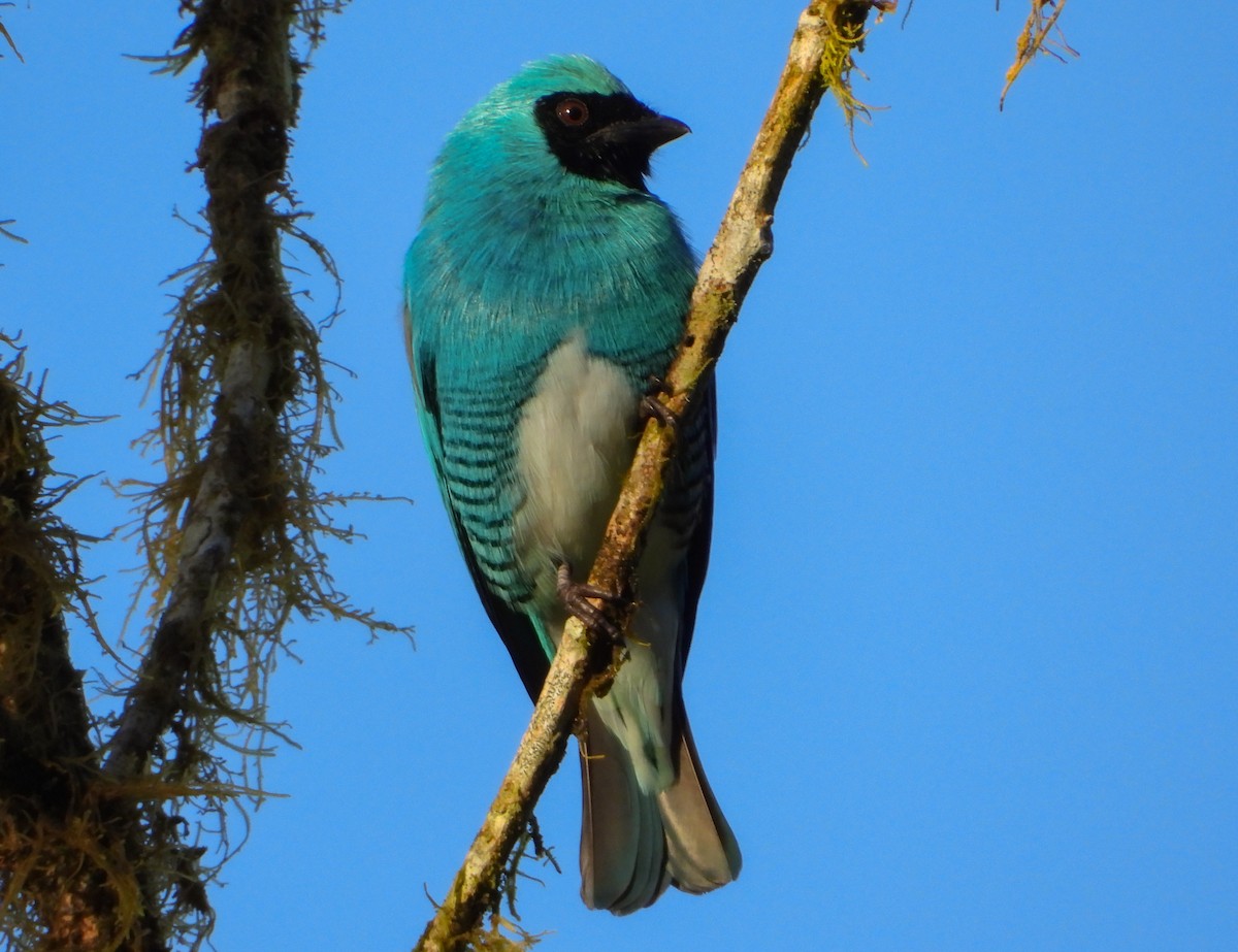 Swallow Tanager - ML452551571