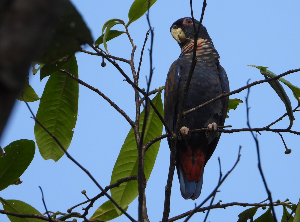 Bronze-winged Parrot - carlos vasquez