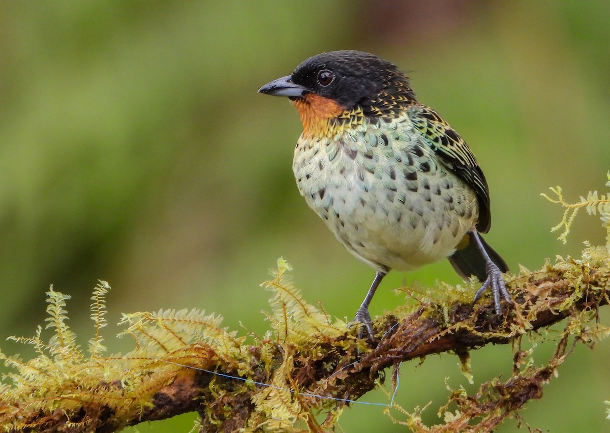 Rufous-throated Tanager - carlos vasquez