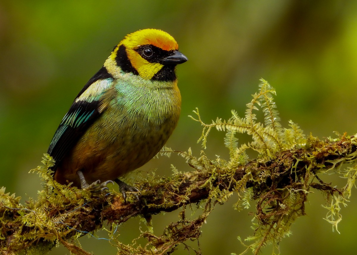 Flame-faced Tanager - ML452554701