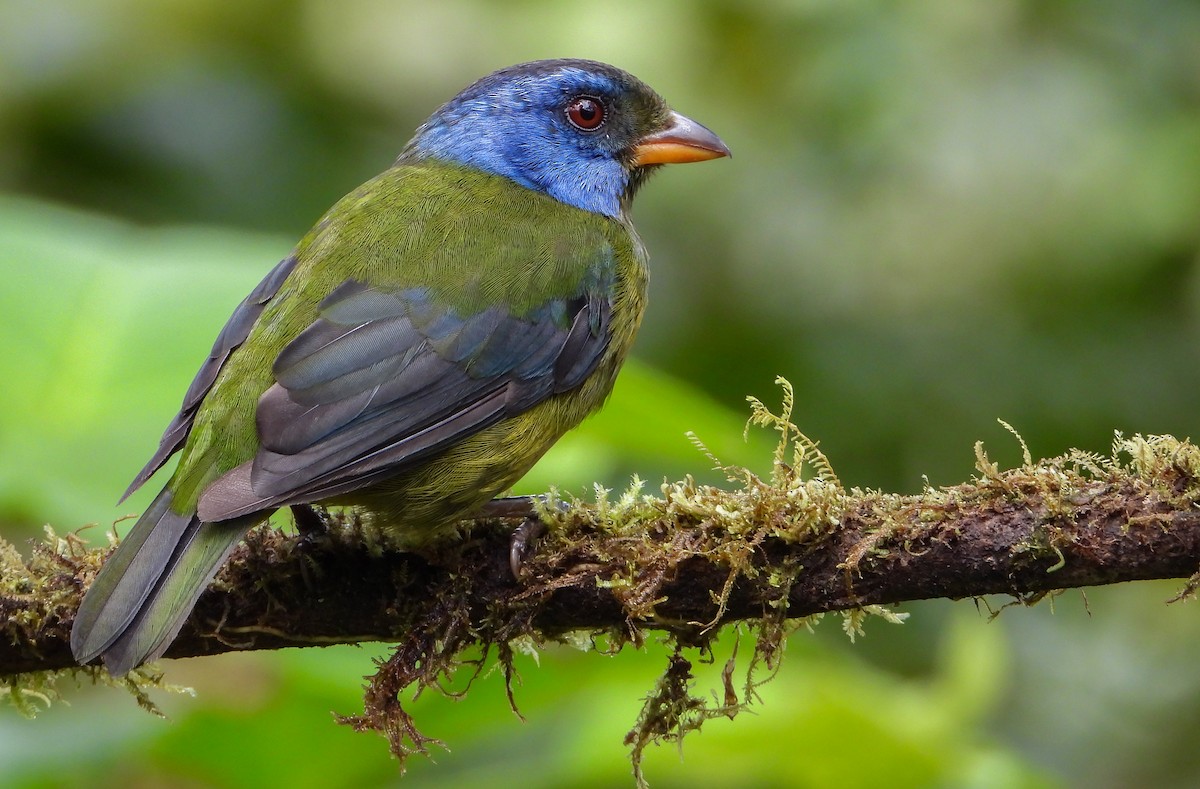 Moss-backed Tanager - ML452554771