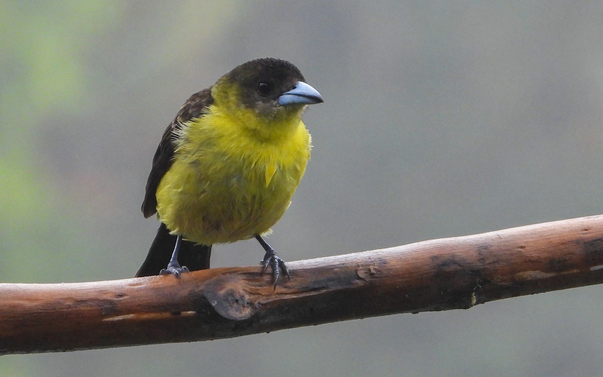 Flame-rumped Tanager - carlos vasquez