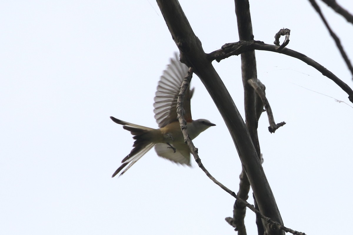 Scissor-tailed Flycatcher - ML452555601
