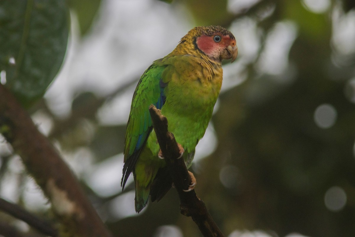 Rose-faced Parrot - carlos vasquez