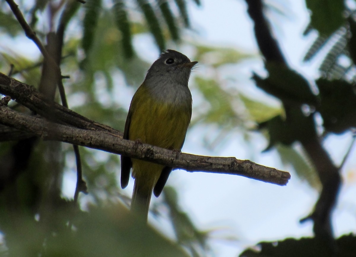 Gray-headed Canary-Flycatcher - Arabinda Pal