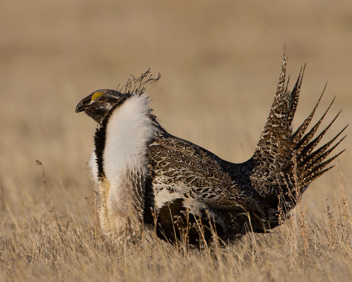 Greater Sage-Grouse - ML452565851