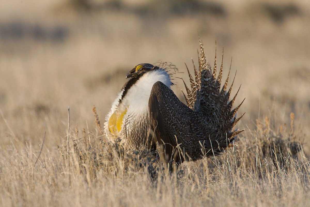 Greater Sage-Grouse - ML452565861