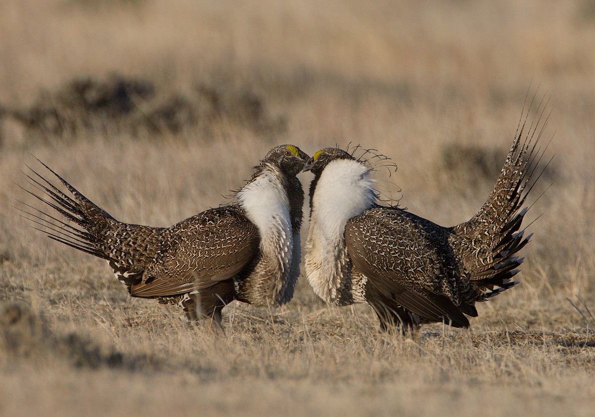 Greater Sage-Grouse - ML452565871