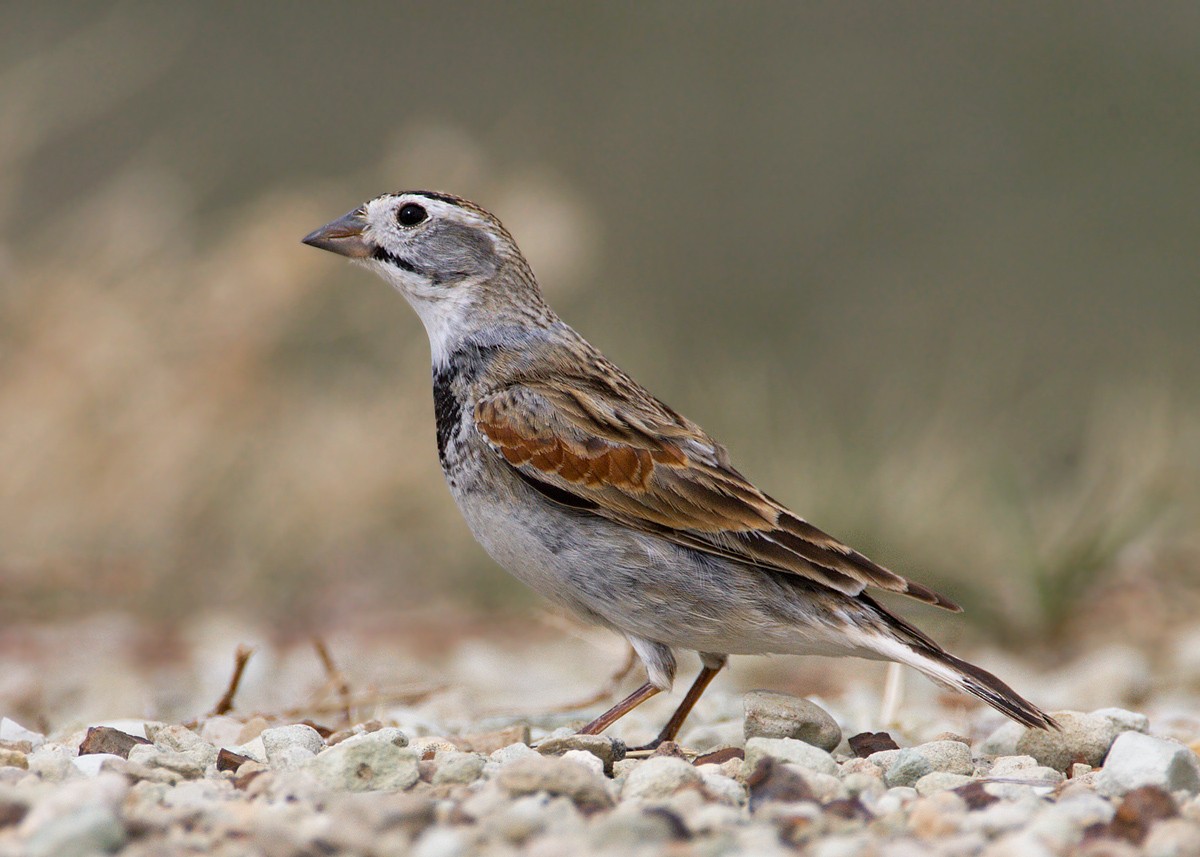 Thick-billed Longspur - ML452565911