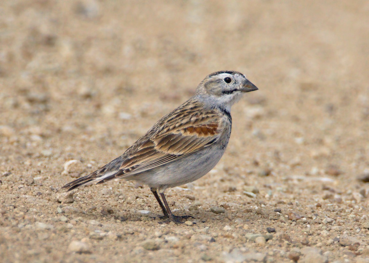 Thick-billed Longspur - Doug Backlund