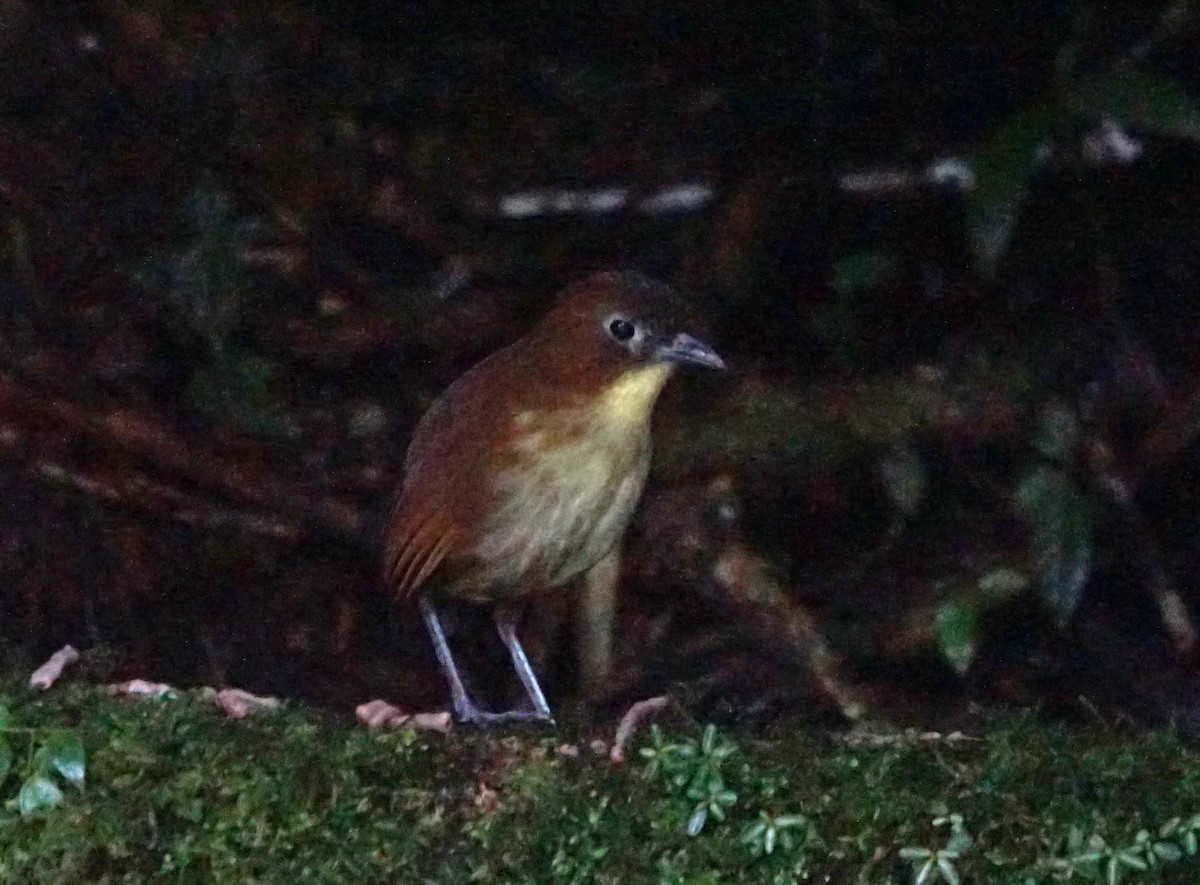 Yellow-breasted Antpitta - Michael Smith
