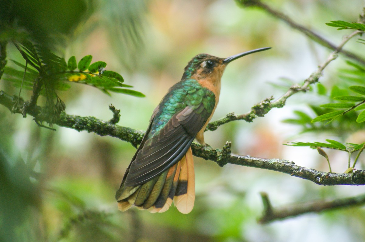 kolibřík pestroocasý - ML452577121