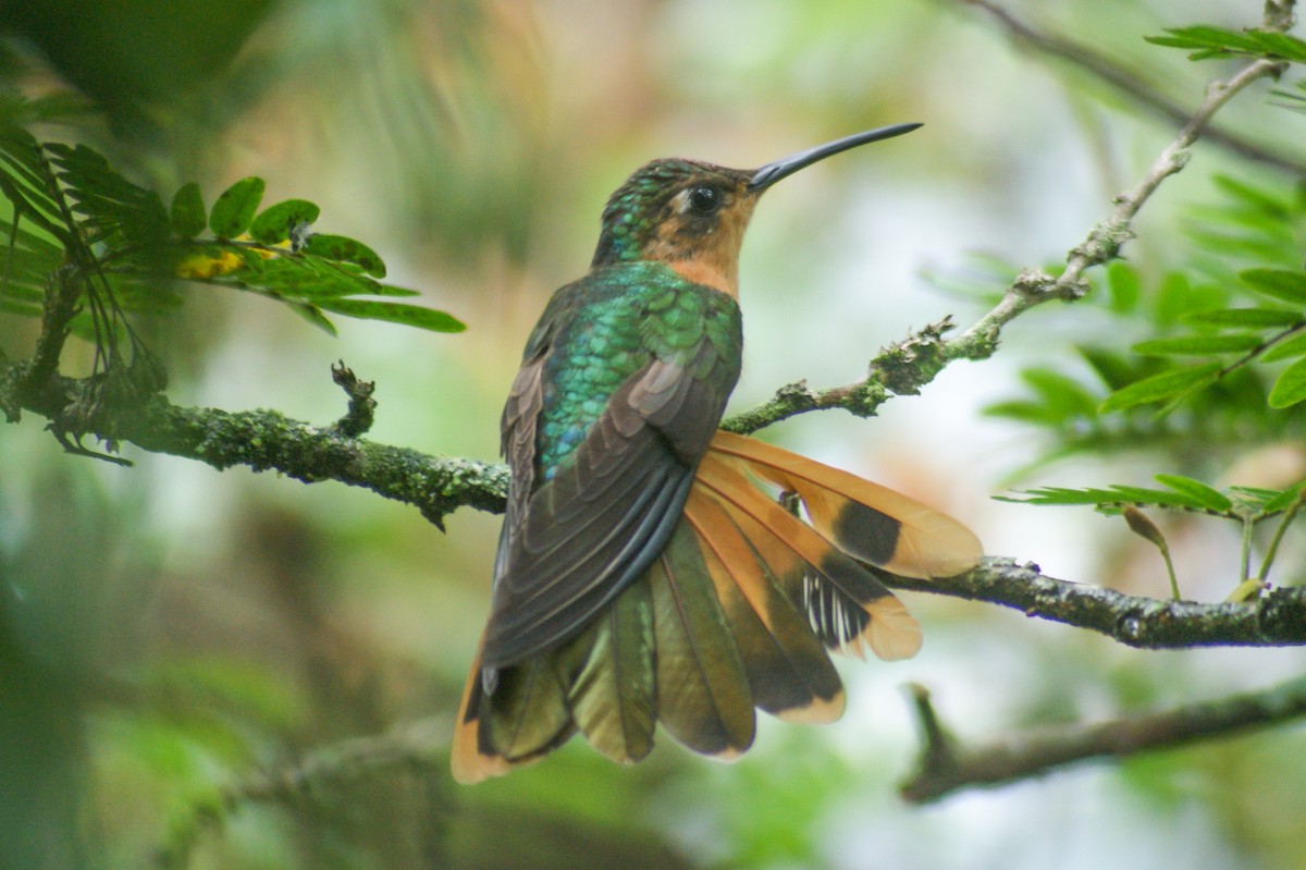 kolibřík pestroocasý - ML452577191