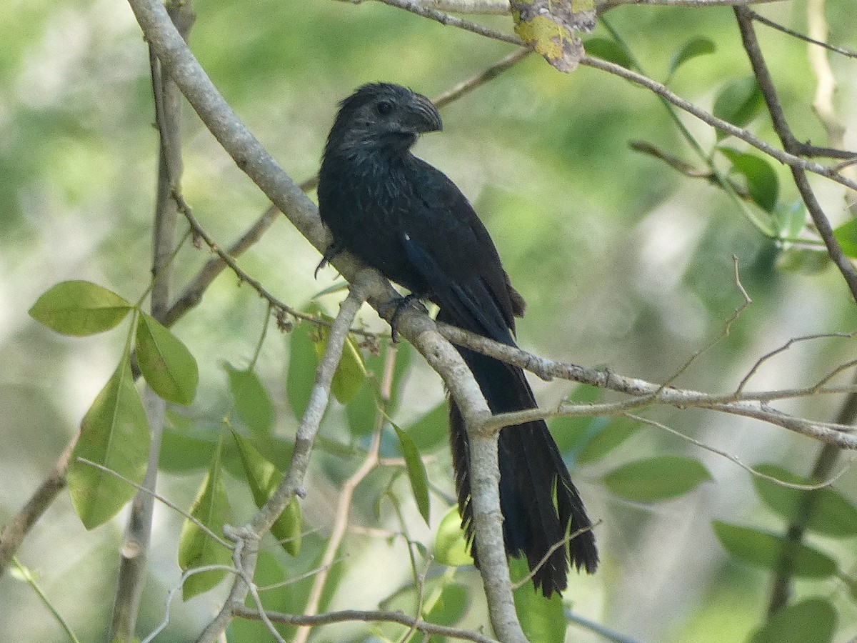 Smooth-billed/Groove-billed Ani - ML452577251