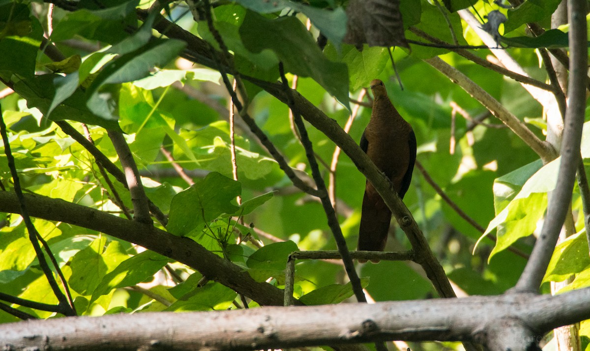 Philippine Cuckoo-Dove - ML45257771