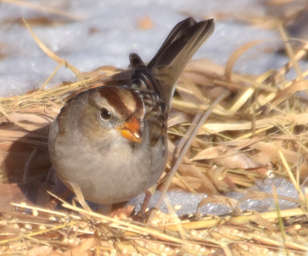 White-crowned Sparrow (Gambel's) - ML45257941