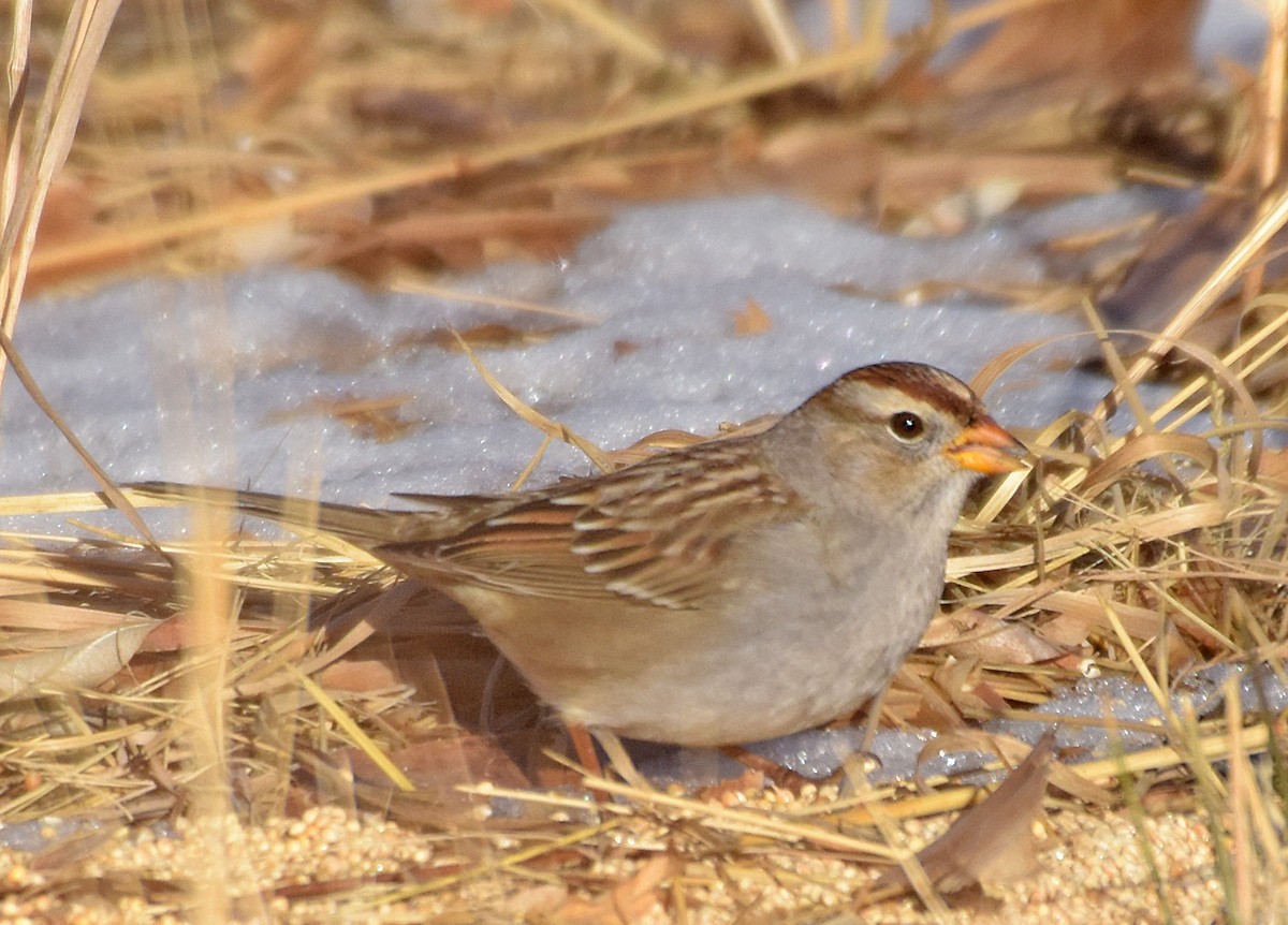 White-crowned Sparrow (Gambel's) - ML45257951
