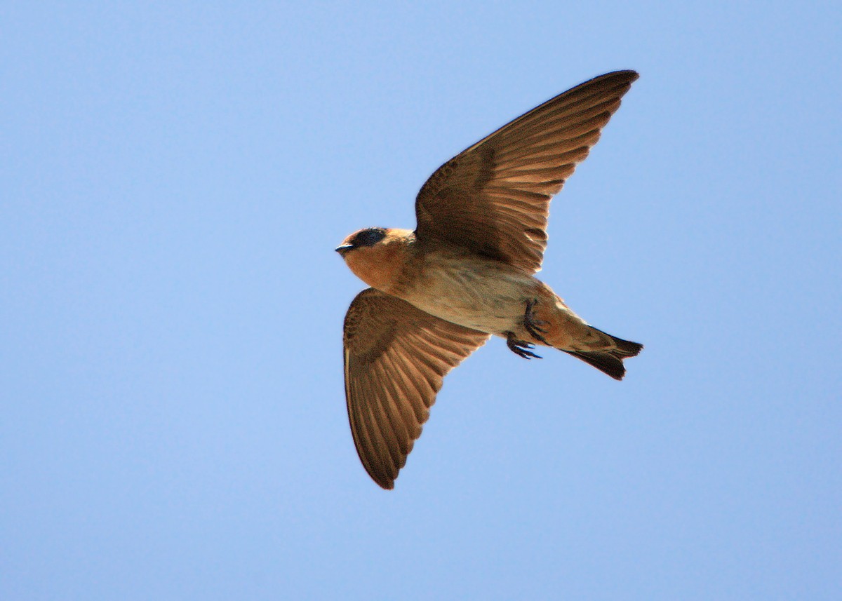 Cave Swallow - ML452580941