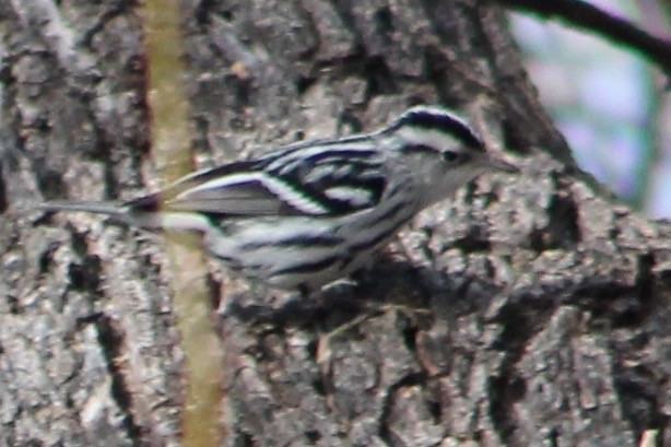 Black-and-white Warbler - ML45258521