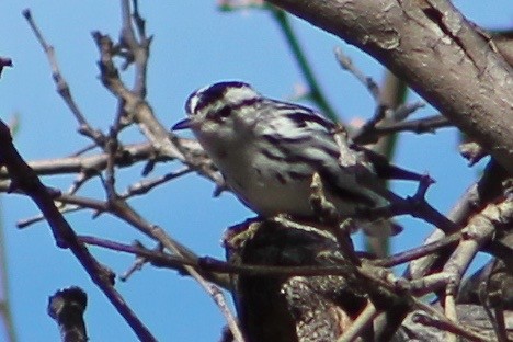 Black-and-white Warbler - ML45258531