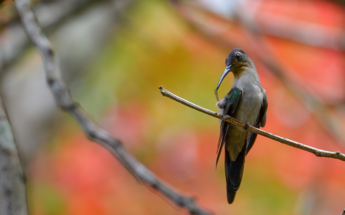 kolibřík klínoocasý - ML452586471