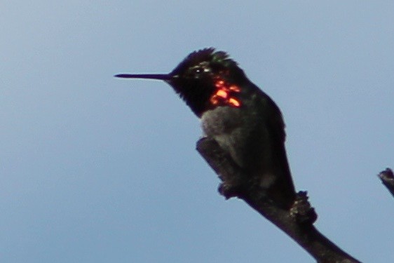 Anna's Hummingbird - ML45258911