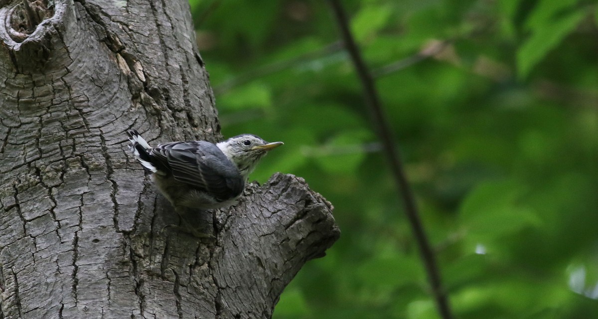 White-breasted Nuthatch (Eastern) - ML45259031