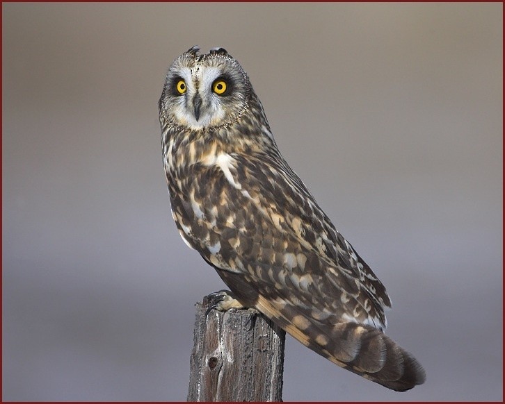 Short-eared Owl - Doug Backlund