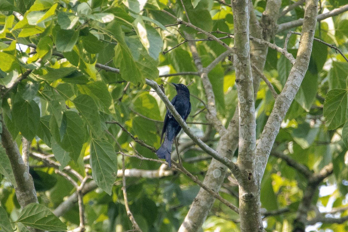 Fork-tailed Drongo-Cuckoo - Pete Harvey