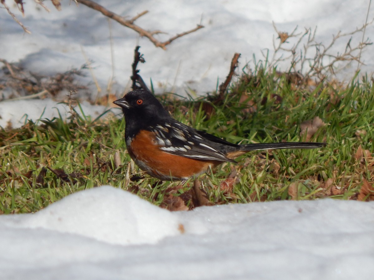 Spotted Towhee - ML45259601