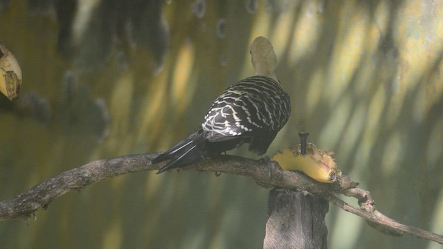 Blond-crested Woodpecker - ML452597471