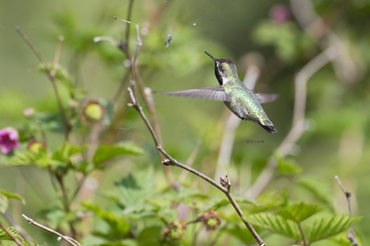 Anna's Hummingbird - ML452598411
