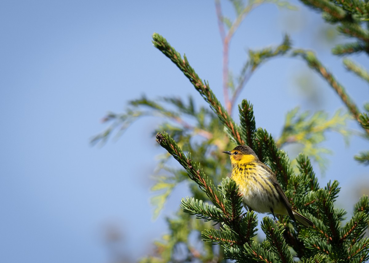 Cape May Warbler - ML452598791